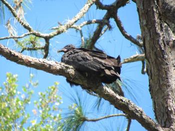 This photo of a black vulture was taken in Florida, but the species is occurring more frequently common in Maine. (Photo courtesy of Allison Wells)