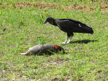 A black vulture partakes of what, to them, is a classic Florida meal: an expired armadillo. (Photo courtesy of Allison Wells)