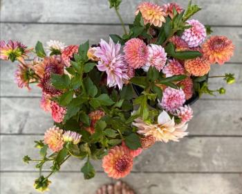 Dahlias. Erica Berman photo