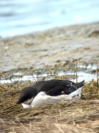 One of several dovekies that floated in at Parsons Beach in Kennebunkport after the bomb cyclone of February 2026. This bird later made its way on its own back out to sea; hopefully, it found food and recovered. Photo courtesy of Magill Weber
