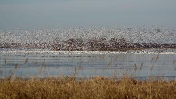 Hundreds of tundra swans take flight at Lake Mattamuskeet at Mattamuskeet National Wildlife Refuge in North Carolina. The bulk of the population now winters in North Carolina. Photo by Michelle Moorman, courtesy USFWS.