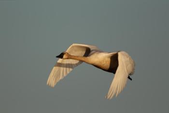 ne of few all-white birds, the eastern population of tundra swan winters along the coast from New Jersey to North Carolina and migrates north to the Arctic for nesting. It is a rare bird in Maine. Photo by Peter Pearsall, courtesy USFWS. 
