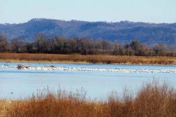 A large proportion of the eastern population of tundra swans migrates through the Upper Mississippi region. In this photo, thousands of tundra swans rest on the Mississippi River at the Upper Mississippi River National Wildlife and Fish Refuge's Brownsville Overlook near Brownsville, Minnesota. Photo by Jamie Bertram, courtesy of USFWS.