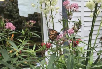 Monarch butterfly in Wiscasset Library's Children’s Garden. Emily Adler pho
