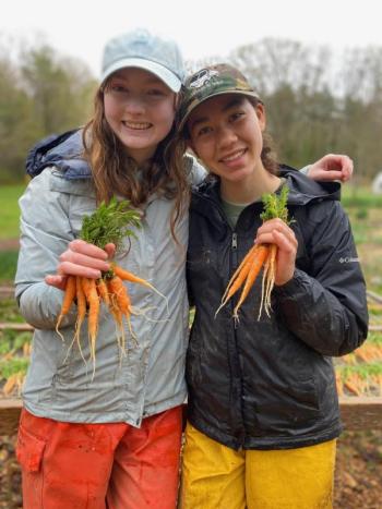 Gloria Kuzmenko Latimer and Sophia Lloyd George, volunteers on the farm harvesting carrots. Erica Berman photo