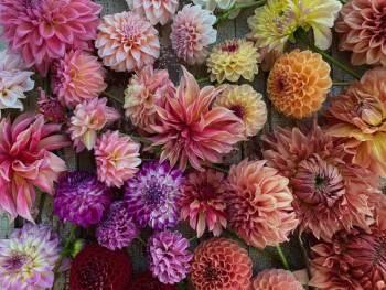 Dahlias. Erica Berman photo