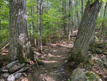 A pair of old red oaks frame the new “Mexicali Trail” at Marsh River Bog Preserve in Newcastle. Courtesy of Coastal Rivers