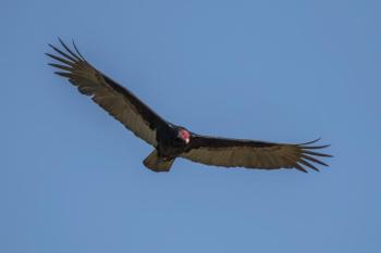 Turkey vultures spend long hours high above the earth in flight—but what do they do when a storm approaches? Photo by Charles J. Sharp courtesy of Wikimedia Commons.