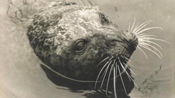 Andre the seal, home in Rockport. Courtesy of the Camden Opera House