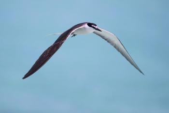 Bridled terns nest on islands across the tropics no closer to Maine than the Bahamas. One has been spotted around tern colonies from Eastern Egg Rock off New Harbor south to Stratton Island off Scarborough. Photo by JJ Harrison, courtesy of Wikimedia Commons.