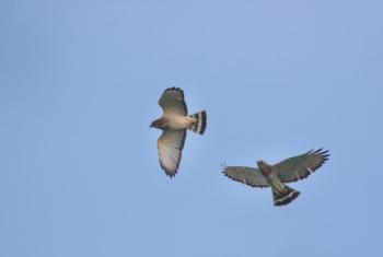 Despite the fact that it's called a "broad-winged hawk," the bird's most striking feature is its black and white striped tail. Photo by Gregory "Slobirdr" Smith, courtesy of Wikimedia Commons CC BY-SA 2.0 <https://creativecommons.org/licenses/by-sa/2.0>