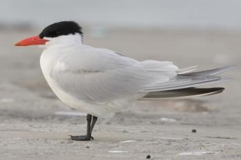 Caspian terns are the largest tern species in the world. They nest north and south of Maine, so migrants occasionally pass through the state. Photo by mdf. courtesy of Wikimedia Commons.