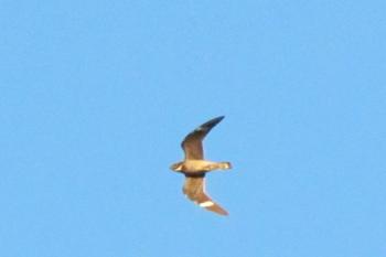 Fall migration is underway, as evidenced by the thousands of common nighthawks that have been streaming overhead through locations across Maine each evening during the past week. Photo courtesy of Jeff Wells
