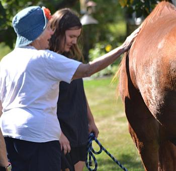 Horses