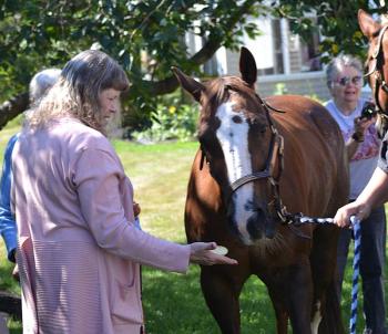 Horses