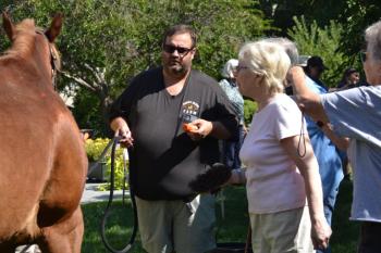 Horses