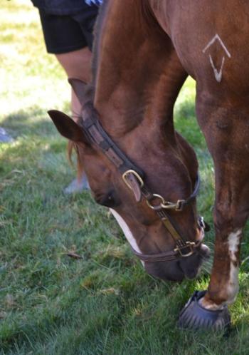 Horses