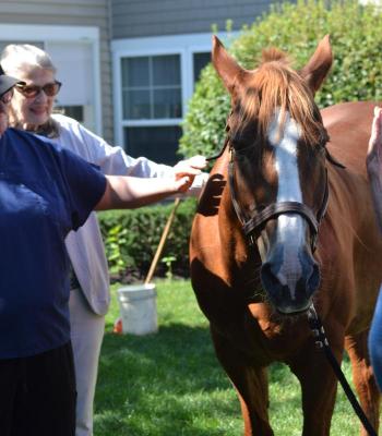 Horses