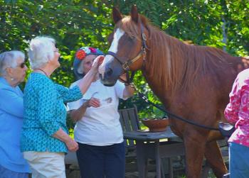 Horses