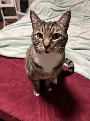 Milo 