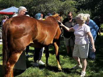 Horses