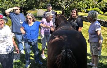 Horses