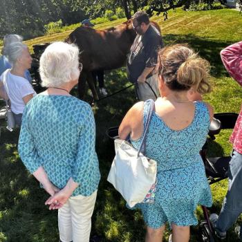 Horses