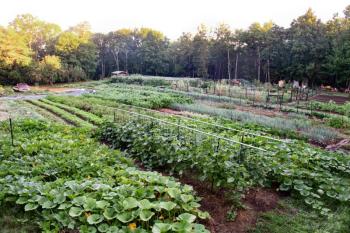 A Veggies to Table garden. Courtesy photo