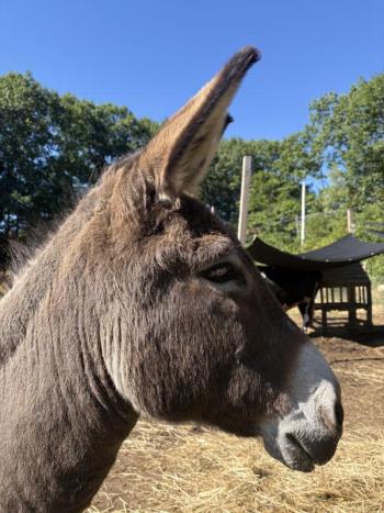 Amigo, the donkey, a resident at Darrowby. Courtesy photo