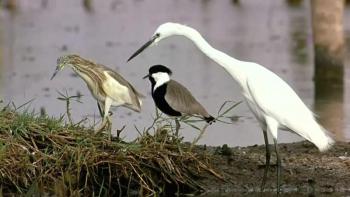 A second still from the documentary, "Winged Migration," screening Oct. 4 at the Harbor Theater. Courtesy of the venue