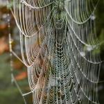 A big spider web among the trees of Wiscasset’s Haunted Gully. PHIL DI VECE/Wiscasset Newspaper