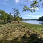Looking north from the former dike at Boom Cove, a part of the Cushman Preserve, Wiscasset. PHIL DI VECE/Wiscasset Newspaper