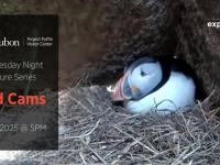 A puffin in a burrow.