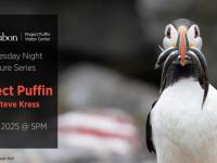 A puffin with fish in its bill.