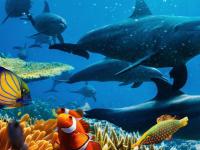 OCEAN With David Attenborough