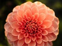 Revitalization in Bloom July 16 Camden Garden Tour