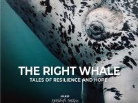 right whale
