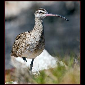 A whimbrel. One of these birds was recently tracked on its southern migration and made it through Hurricane Isaac. Courtesy of Kirk Rogers
