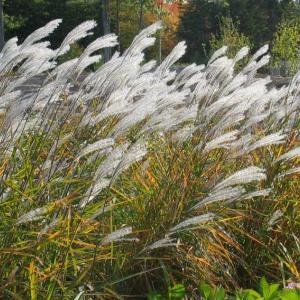Ornamental grasses add beauty and drama to the landscape, no matter what the season. Courtesy of Barbara Freeman, Coastal Maine Botanical Gardens, Boothbay