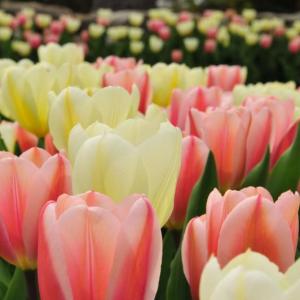 The deadline for ordering the varieties of bulbs that spring to life each year at Coastal Maine Botanical Gardens has been extended to mid-September. Courtesy of William Cullina