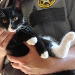 This kitten is now in the custody of jail employee employee Kyle Canada, Two bridges regional jail, wiscasset