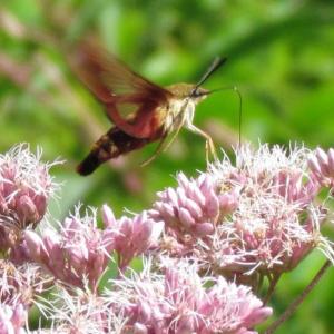 A hummingbird moth (probably Hemaris thysbe) visits some flowers at Green Point Wildlife Management Area in Dresden. Courtesy of Jeffrey Wells