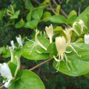 Lonicera Japonica, a form of honeysuckle, is on the invasive plant "hit list." Find out why in the first of two multi-day horticulture classes at Coastal Maine Botanical Gardens this month. The second class is a comprehensive workshop on woody native plants. Courtesy of William Cullina