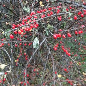 Winterberry. ALEX TOY/Boothbay Register