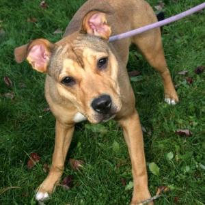 Lincoln County Animal Shelter has lovable pets, like Maya, available for adoption.