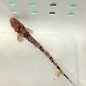 A young chain catshark swims up to the camera at the Maine State Aquarium. Below: An egg case that contains a chain catshark pup like the three that recently hatched at the Maine State Aquarium. Courtesy of Aimee Hayden-Rodriques/Maine State Aquarium A young chain catshark swims up to the camera at the Maine State Aquarium.
