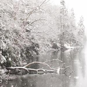 Snow-covered trees at the head of Lobster Cove. RYAN LEIGHTON/Boothbay Register Snow-covered trees at the head of Lobster Cove. RYAN LEIGHTON/Boothbay Register