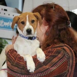 Nancy Pederson holds Jingles. Below: Coda, a well-mannered lab mix, is the only dog who wasn't adopted February 23; Jemma and Sprinkles; Jessica Jones holds Beck; Sprinkles gives Nancy Pederson a kiss. Courtesy of Lizzie Lewis Nancy Pedersen holds Jingles