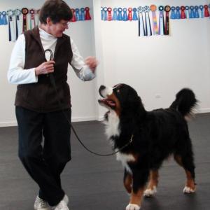 Barb Gibson of Edgecomb does some fancy stepping with Tugboat, her American Kennel Club breed champion Bernese Mountain Dog. SUSAN JOHNS/Wiscasset Newspaper