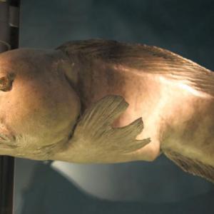 Atlantic wolffish. Courtesy of Tom Evanson